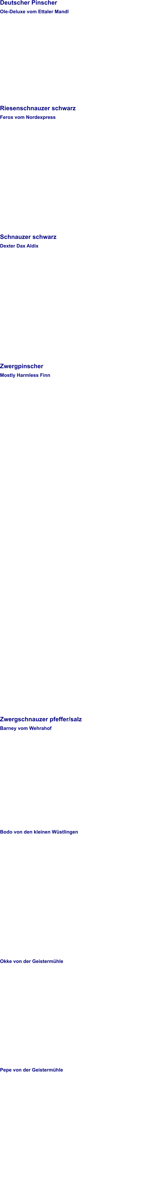 Deutscher Pinscher Ole-Deluxe vom Ettaler Mandl   Riesenschnauzer schwarz Ferox vom Nordexpress   Schnauzer schwarz Dexter Dax Aldix   Zwergpinscher Mostly Harmless Finn         Zwergschnauzer pfeffer/salz Barney vom Wehrahof   Bodo von den kleinen Wüstlingen    Okke von der Geistermühle    Pepe von der Geistermühle